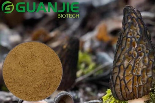 Morel Extract Powder Morel Extract Powder